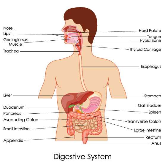 How The Digestive System Works ? The Process In Order