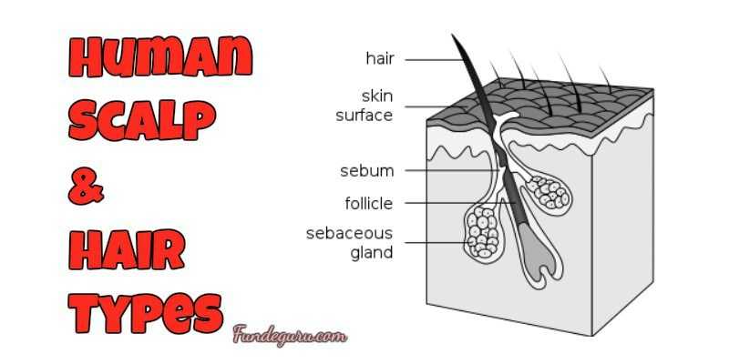 Human Scalp And Hair Types - FundeGuru