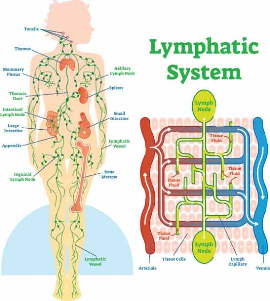 Importance Of Lymphatic System | 5 Essential Function In The Hody