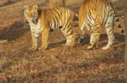 In search of Sher Khan: Day 3