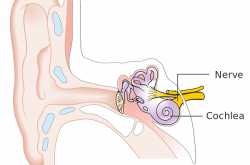 Injury of Ear - Symptoms, Treatment And Consequences - Doctor Curex