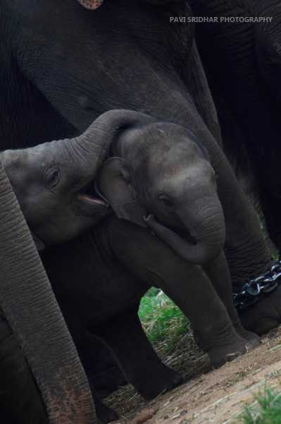 Into The Wild! The Safari - Banerghatta