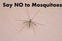 Is Zika Virus Contagious? Know it\