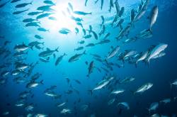 Just keep swimming!!!