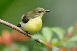 Juvenile Sunbird - 2