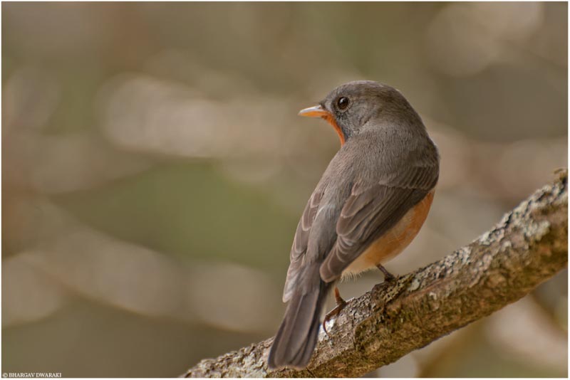 Kashmir Flycatcher (Ficedula Subrubra)