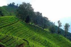 Kerala Tours: Woods, Wilderness & Water | Indian Tours Services - Travel Services - India Tours