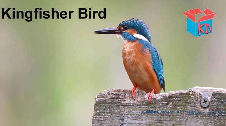 Kingfisher Bird Information In Hindi किंगफिशर पक्षी - Knowledge Dabba