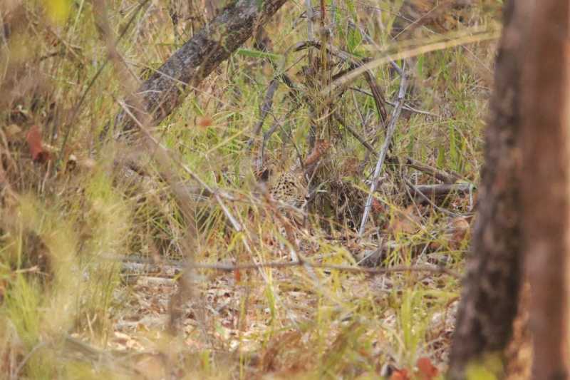 Laws Of The Jungle: #WordlessWednesday #WednesdayWisdom