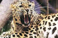 Leopard Safari Parks to Boost Tourism in Southern Areas of Gujarat.