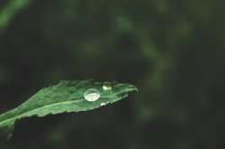 Longevity Food - Ultimate Guide to Live Long And Healthier Life