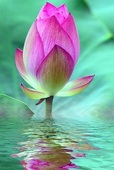 Lotus In Bliss