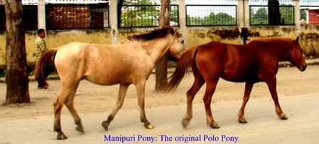 Manipur Ponies