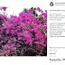 Mini Instagram Post 13 | Bougainvillea 