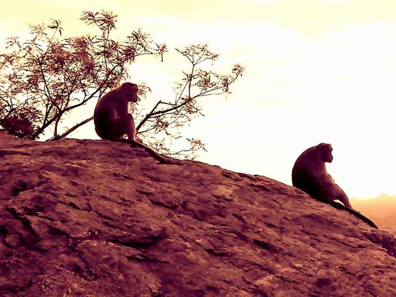 Monkeys In Meditation