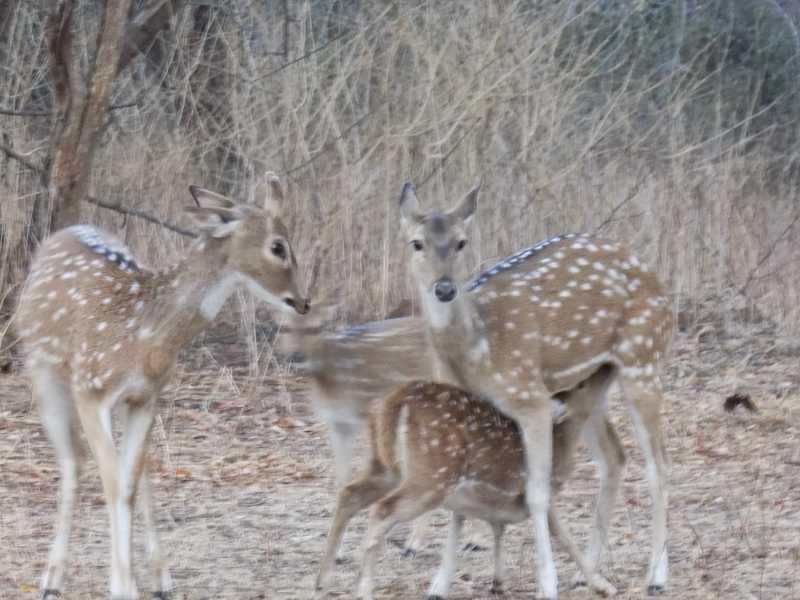 Must See India: Sasan Gir, Gujrat / Gujarat