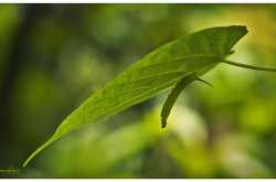 My Green House !! ~ Photography | ഫോട്ടോഗ്രാഫി