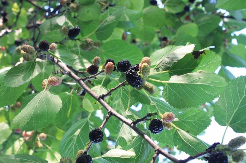 My Love Affair With Mulberries: #MicroblogMondays #MondayMusings