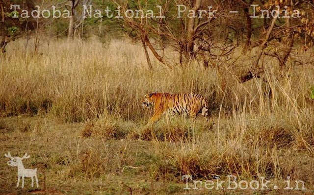 My Tadoba Jungle Safari Plan May Help You