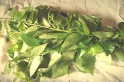 Narasingha Diya Masor jool