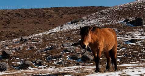Nathang Valley - East Sikkim: First Trip After My Marriage