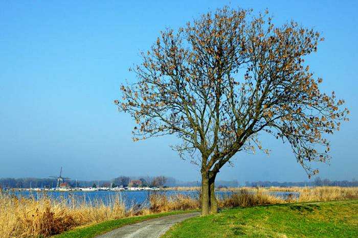 Nature Desktop Wallpaper+Mobile Wallpapers Free Download