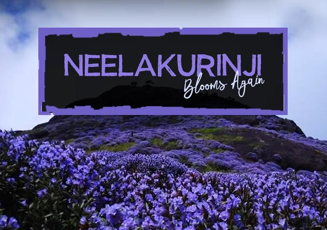 Neelakurinji Blooms Again - Paradise Holidays, Cochin