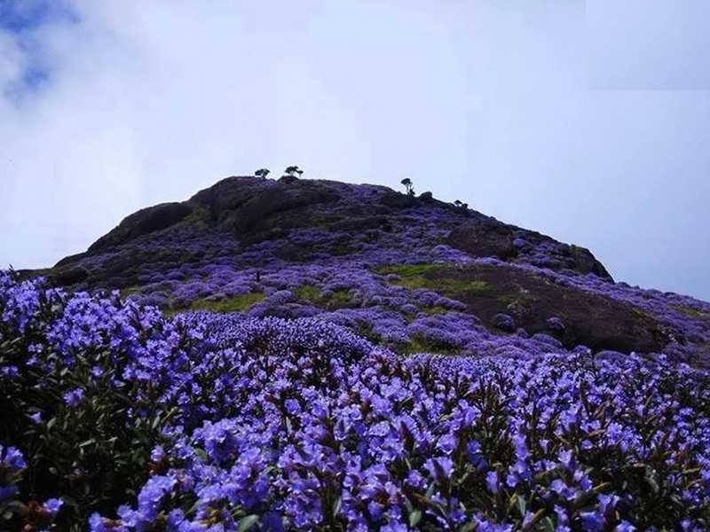Neelakurinji- Flower Blooms Once In 12 Years Small Budget Big Trips