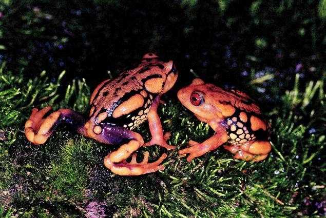 New Species Of Frog Within Eravikulam National Park