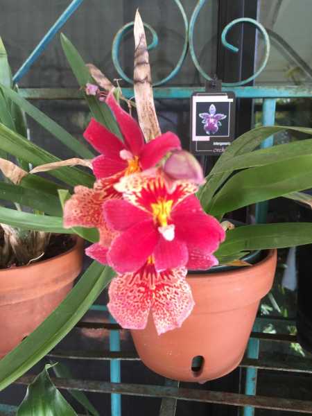 New To My Garden This Summer.