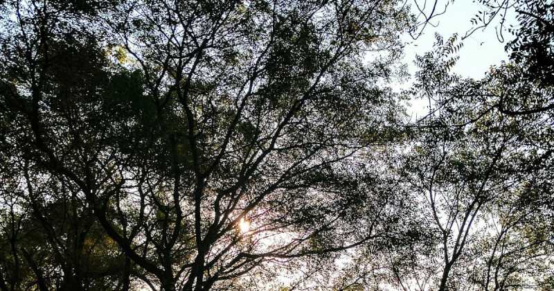 PICNIC 101- Chocolaty Oats And Apples Muffins!