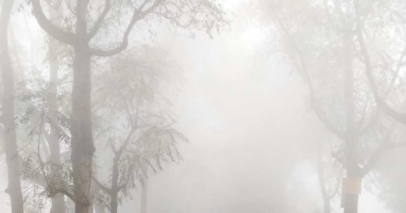 PICNIC 101 - Cinnamon Rolls & Pizza, Packed!