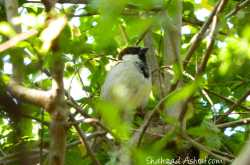 Photo: Where are all the Sparrows