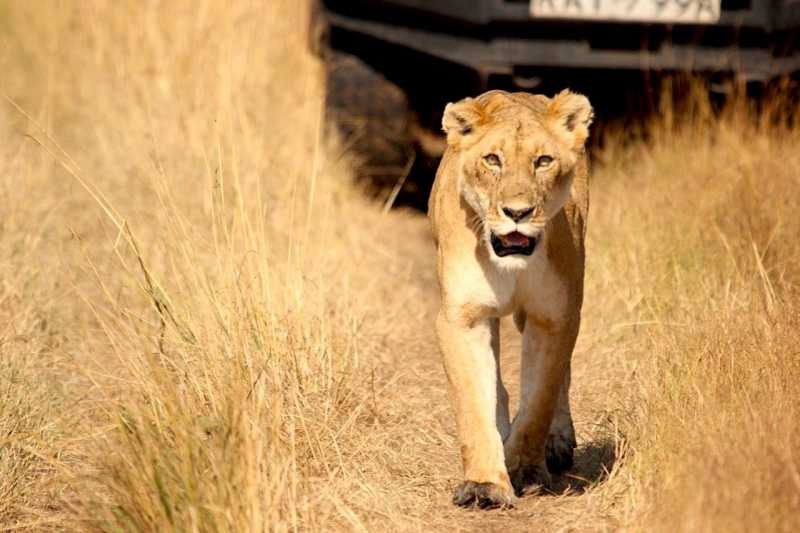 Photoessay: The Big 5 And More From Kenya - Itchy Feet