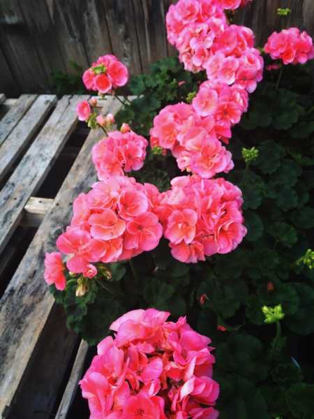 Photograph I: Flowers- Just Like Us!