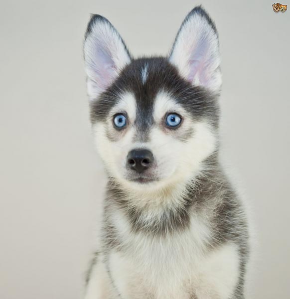 Pomsky: A Complete Guide On The Husky Pomeranian Mix