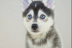 Pomsky: a complete guide on the husky Pomeranian mix