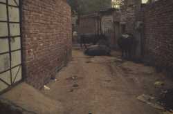 RAJA BETA XCLUSIVE: शहर में बस्ता गाँव