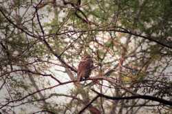 Ranthambore: Owl Watch - Digital Banjara
