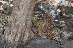Ranthambore Season Round Up - Tigerwalah