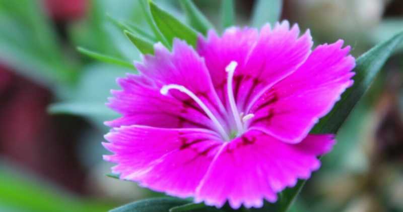 Reminiscence : Senryu/ Haiku 