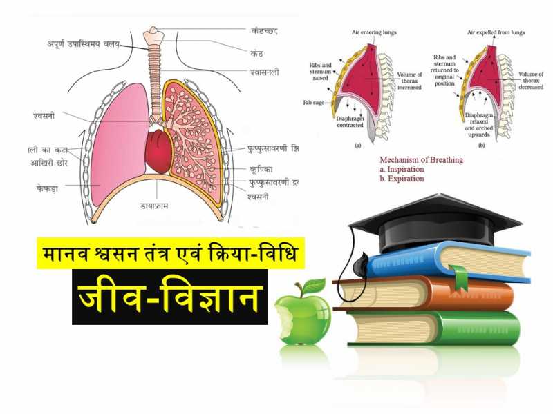 Respiratory System Of Human And Mechanism Of Respiration In Hindi