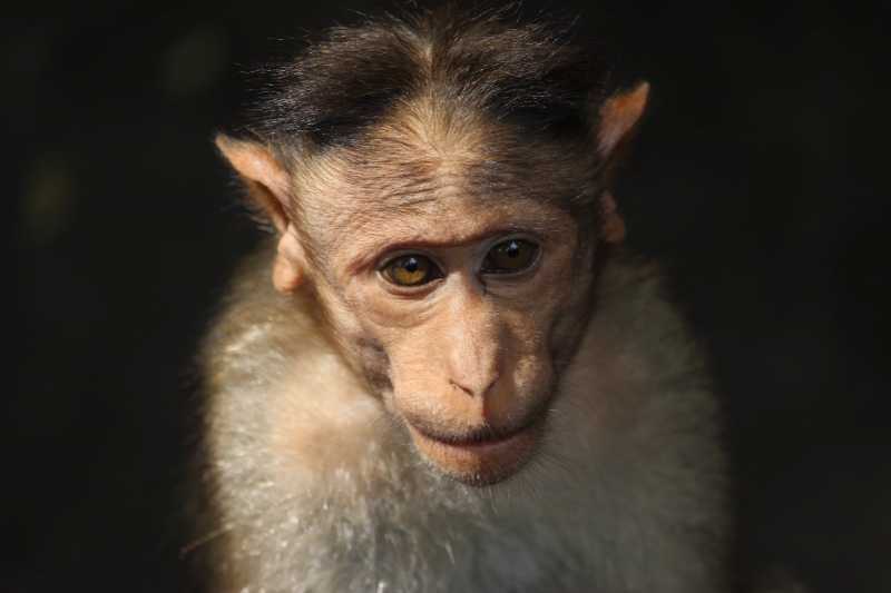 Rhesus Monkey