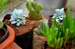 SUCCULENTS ......AND ALL YOU WANTED TO KNOW ABOUT THEM