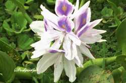 Sacred Plant-Removes Heavy Metals - Greenmoksha