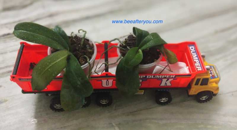 Sankranthi Greetings!