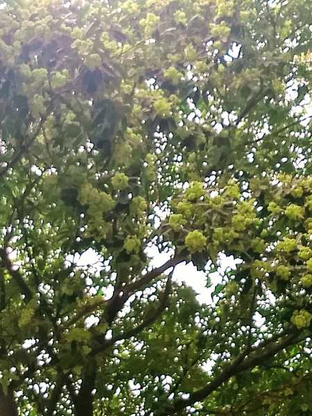 Saptaparni Trees Harmful For Asthma Patients?