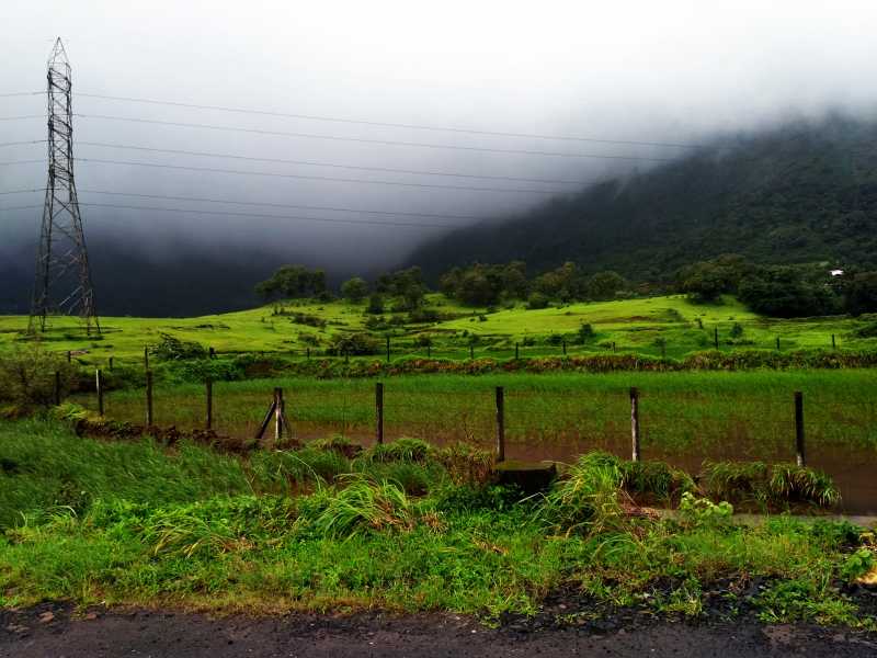 Shades Of Green : Wordless Wednesday