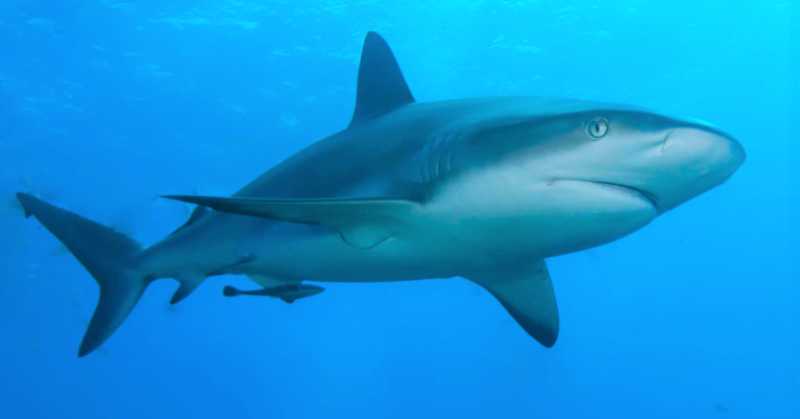 Shark - Full Detail And Interesting Facts
