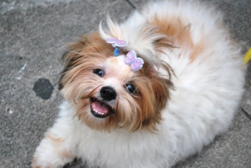 Shih Tzu Temperament: Find Out Shih Tzu’s Natural Disposition